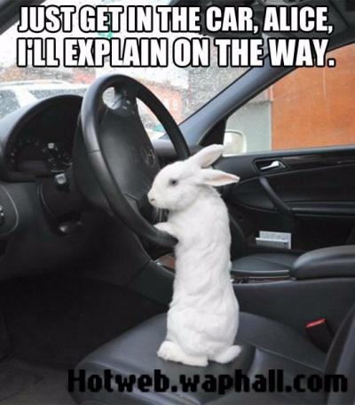 Rabbit Driver hotweb.waphall funny pix 1